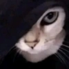 Gatos 30