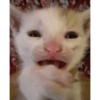 Gatitos 24