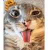 Cat vibs 12