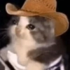 Gatitos 8