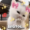 Sweety Cats 🐾🎀💕 18