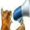 Gatos 5