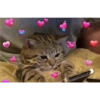 #Gatitos tiernos 😍❤️ 24