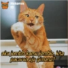 Stiker kucing imut  6