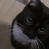 Gatitos 20