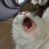 Gatitos 23