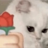Gatitos 17