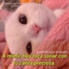 Gatitos para pareja 17