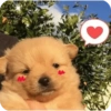 Amorcito 29