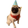 Pug Dogs 2