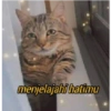 Stiker kucing imut  17