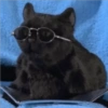 Gatos negros muy negros 7