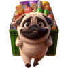 Pug Dogs 21