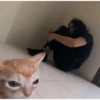 Gatos 9