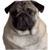 Pug Dogs 7
