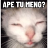 Top Kucing Plenger Meme 7