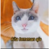 Stiker kucing imut  9