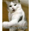 Stiker kucing imut  28