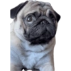 Pug Dogs 8