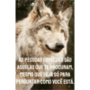 Novo 8