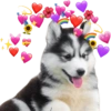 AMOR DE ANIMALITOS 9