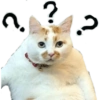 Cat Rulez 14