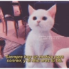 Gatitos para pareja 18