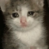 Gatitos 9