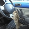 Cat vibs 10