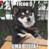 Novo 14