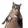 Cat Rulez 23
