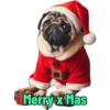 Pug Dogs 27