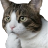 Cat Rulez 11