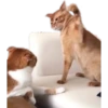 Cat Rulez 17
