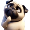 Pug Dogs 24