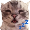 Cat Rulez 24