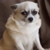 🐶Perritos Reacciones🐶 6