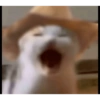 Gatos 26