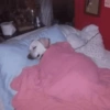 Animalitos 5