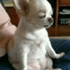 🐶Perritos Reacciones🐶 13