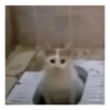 Gatos 15