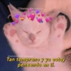 Gatitos para pareja 13