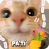 Sweety Cats 🐾🎀💕 11