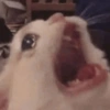 Gatitos 28