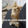 Stiker kucing imut  29