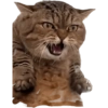 Cat Rulez 5