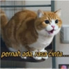 Stiker kucing imut  10
