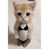 Gatito 11
