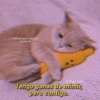 Gatitos para pareja 15