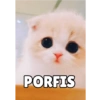 #Gatitos tiernos 😍❤️ 12